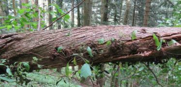 C.A.I. Francesco Terribile - Dolomiti: Un territorio testimone di guerra e devastazione ambientale, monito di pace tra uomo e uomo e tra uomo e natura