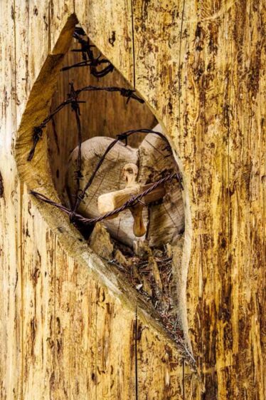 Comune di Roana - Il Fronte di Vaia